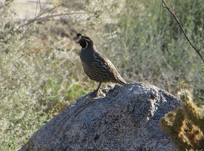 quail perched on large boulder amidst desert plants