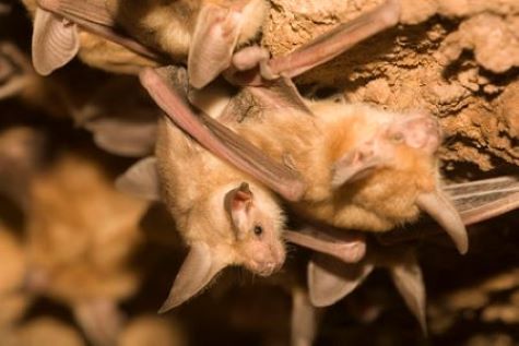 Close up of bat colony
