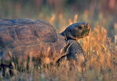 close-up of tortoise on dry vegetation