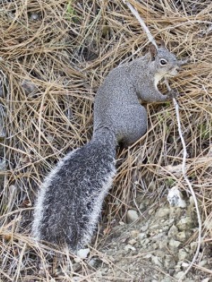 Gray squirrrel on the ground