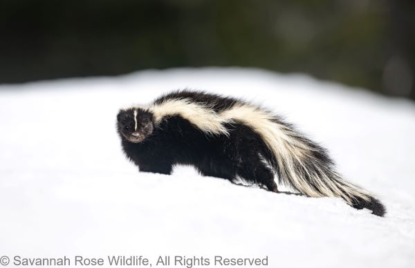 striped skunk - photo © Savannah Rose Wilelife