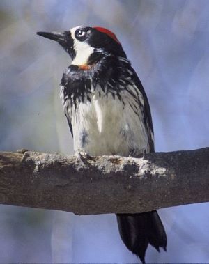 acorn woodpecker on branch
