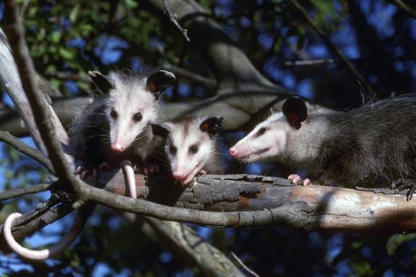 three oppossums on a tree branch
