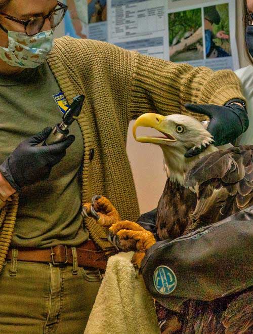 bald eagle in care