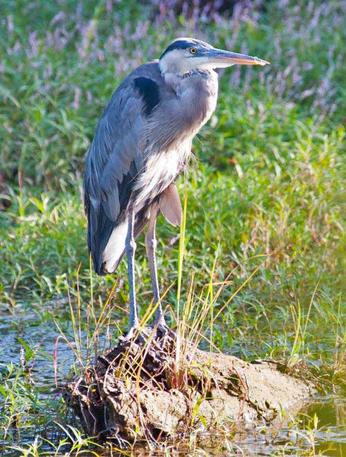 blue heron