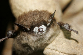 bat with white substance on muzzle and ears