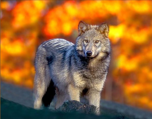 Gray wolf standing on rock Credit: Gary Kramer/USFWS
