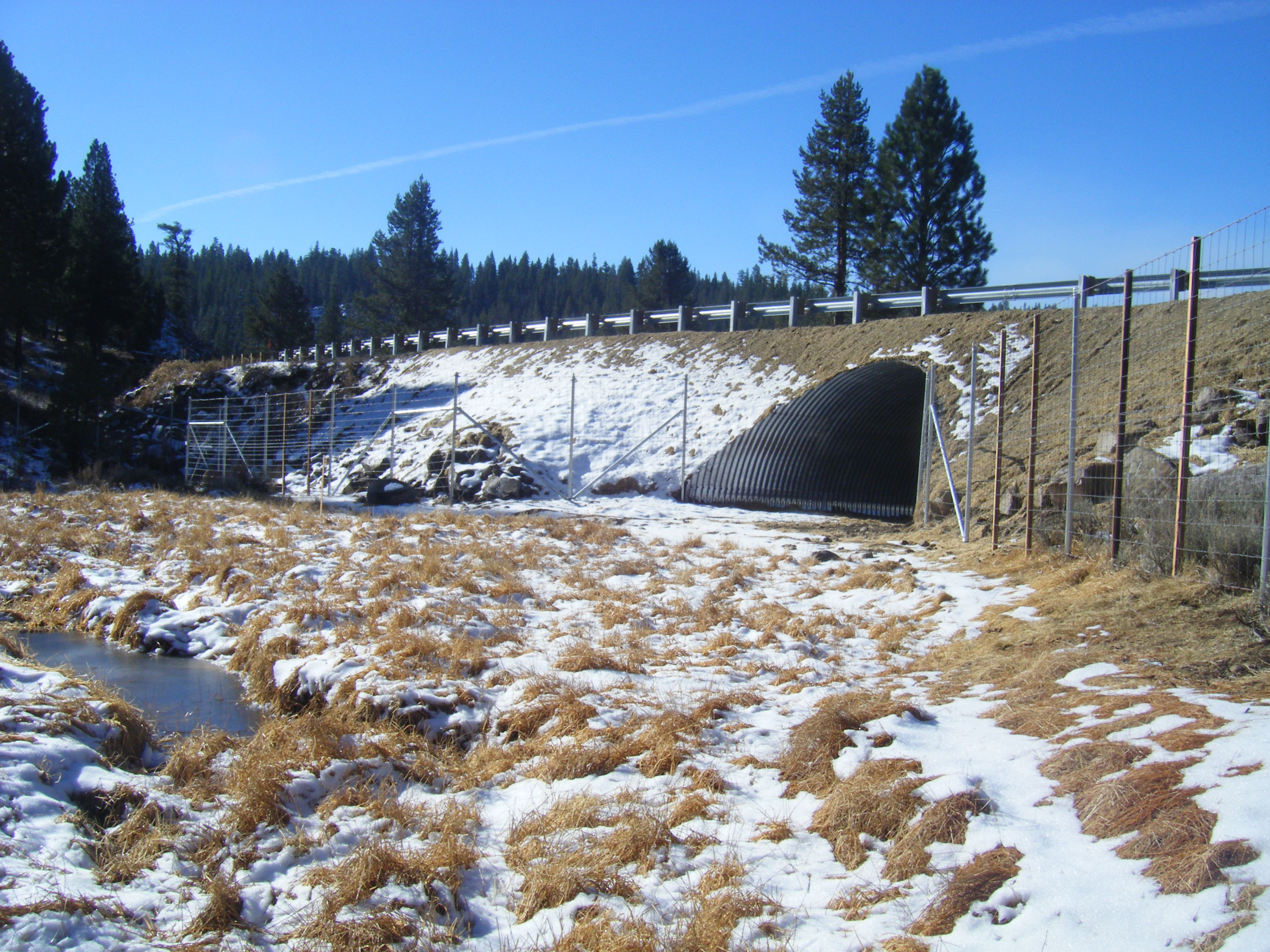 Photo of wildlife crossing