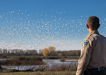 wildlife officer watching flock of flying waterfowl