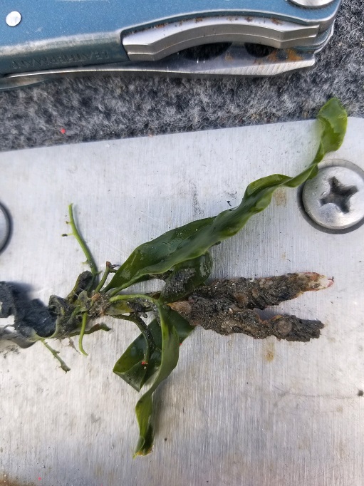 Caulerpa prolifera found in Newport Bay, next to a knife for scale