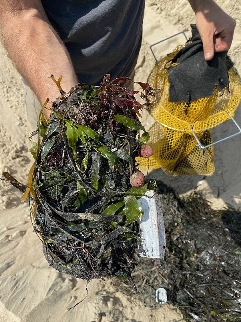 A scientist holding Caulerpa prolifera found in Newport Bay