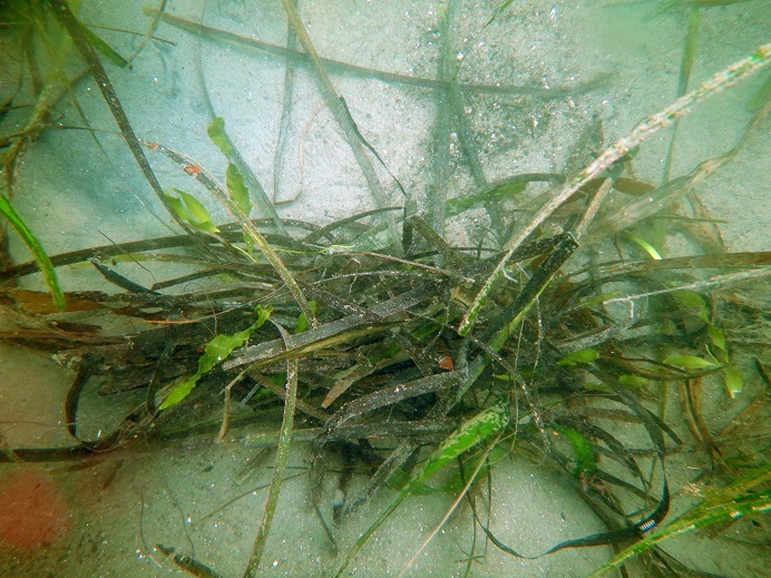 Caulerpa prolifera in loose wrack found in Newport Bay