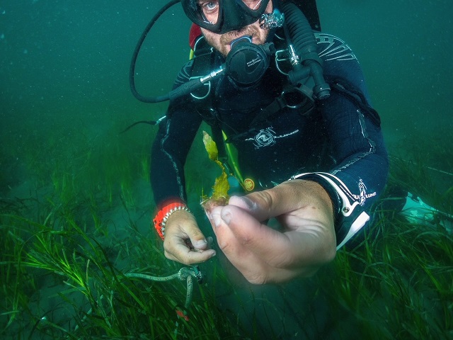 Scientific diver holding single frond Caulerpa prolifera found in Newport Bay