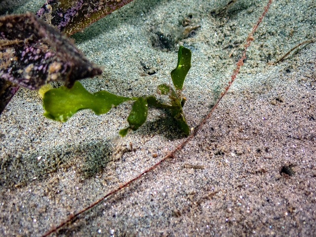 Tiny budding four frond Caulerpa prolifera next to eelgrass found in Newport Bay