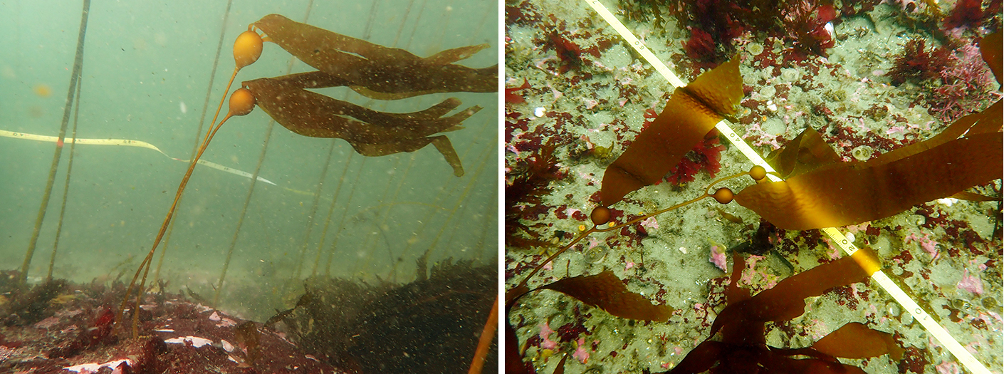 Juvenile bull kelp (R) and giant kelp (L)