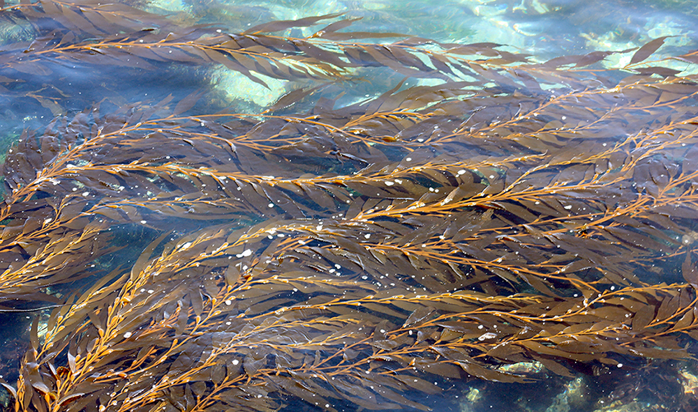 Aerial photo of kelp paddy, drift kelp, Pacific Ocean, Macrocystis  pyrifera, California