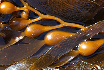 Giant Kelp. CDFW photo by R. Flores Miller