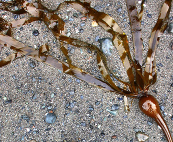Bull kelp. CDFW Photo by R. Flores Miller