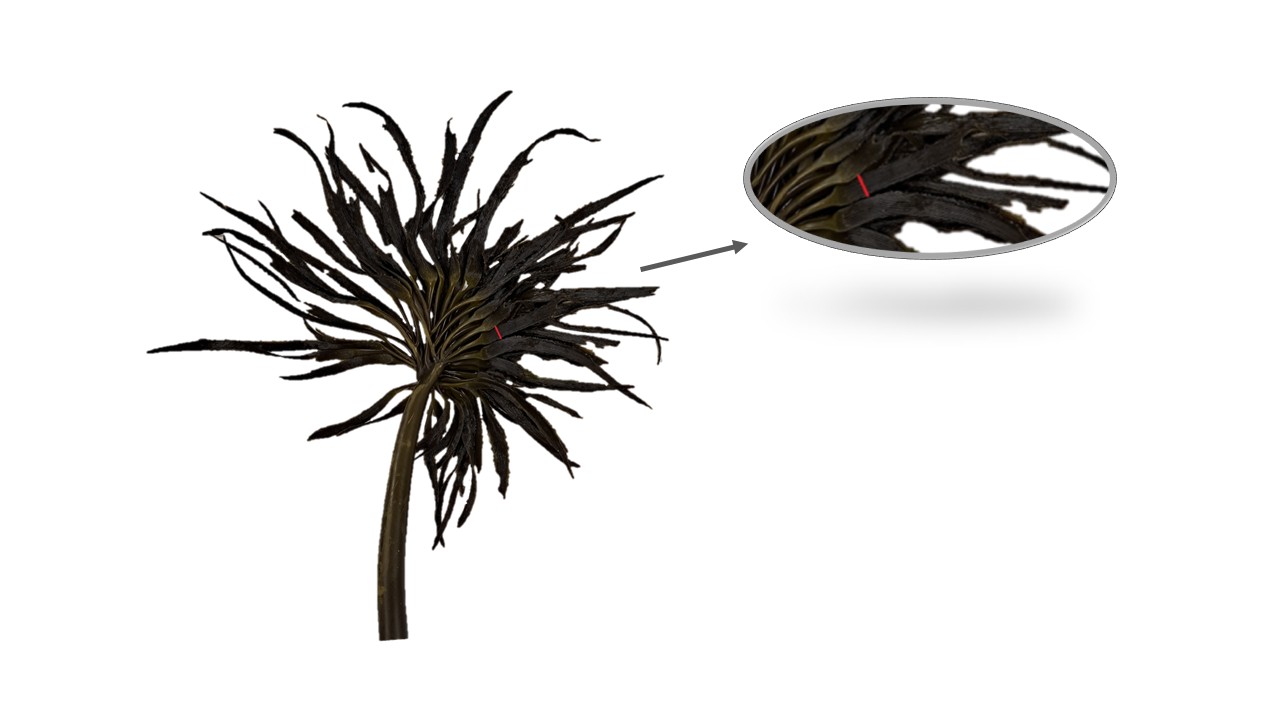 Recommended location to cut sea palm