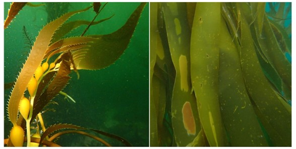 A photo on the left showing juvenile giant kelp, and a photo on the right showing reproductive portions of bull kelp blades