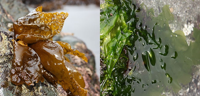 Sea cabbage, Saccharina sessilis on left, Sea lettuce, Ulva species on right