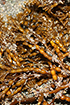 bladder chain kelp, CDFW photo by R. Flores Miller