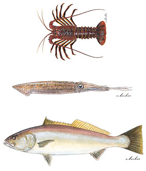 Spiny Lobster, Market Squid, and White Seabass are among the fisheries for which CDFW has prepared Fishery Management Plans (FMPs). (Image credit: Amadeo Bachar/Studio ABachar)