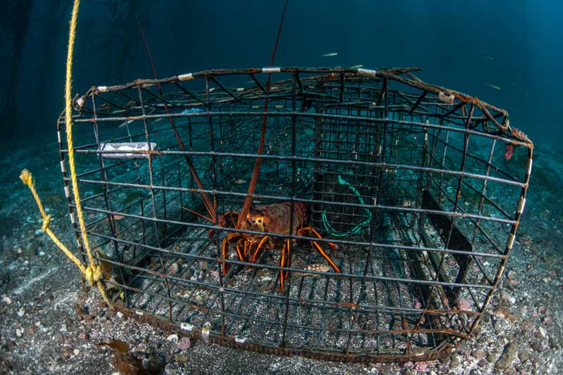 Spiny lobster in a trap. (Ethan Daniels/Shutterstock photo)