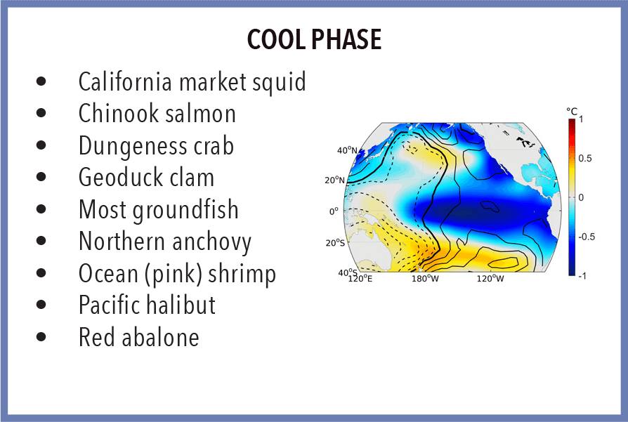 Examples of California fish and invertebrate stocks that favor cool El Nino phases include market squid, Chinook salmon, Dungeness crab, geoduck clam, most groundfish, northern anchovy, ocean (pink) shrimp, Pacific halibut, and red abalone.