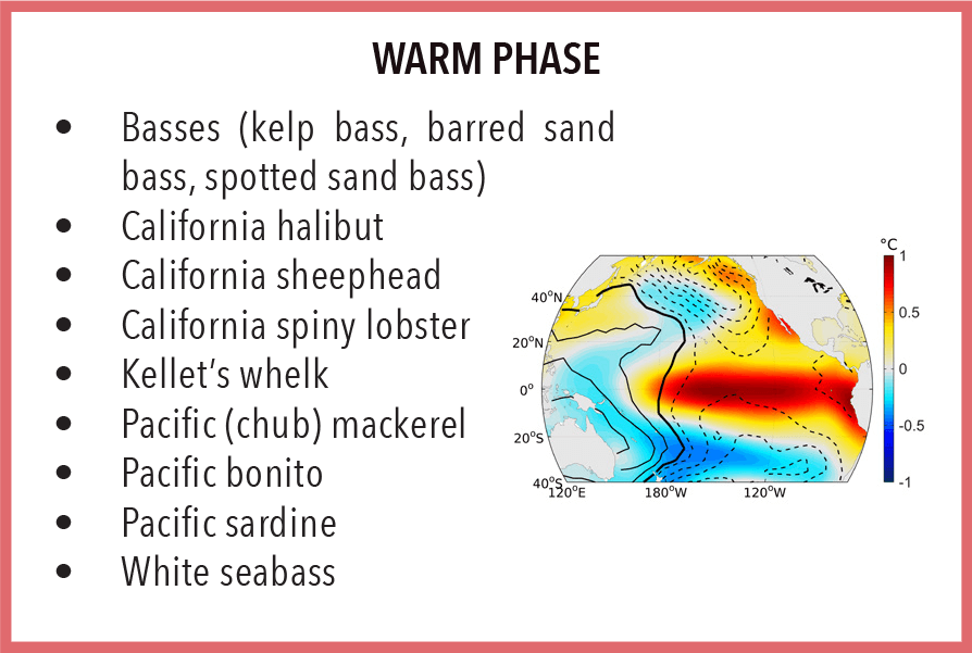 Examples of California fish and invertebrate stocks that favor warm El Nino phases include basses, California halibut, sheephead, spiny lobster, Kellet's whelk, mackerel, bonito, sardine, and white seabass.