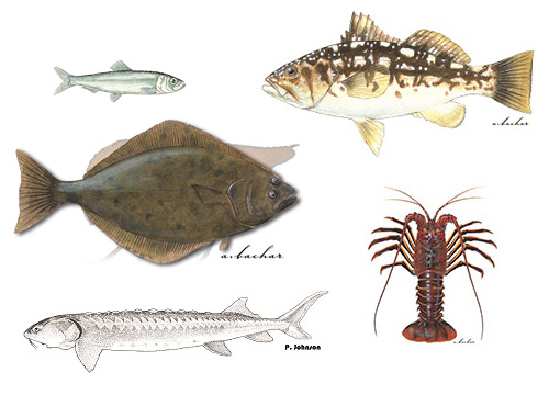 Pacific Herring, Kelp Bass, Spiny Lobster, White Sturgeon, and California Halibut