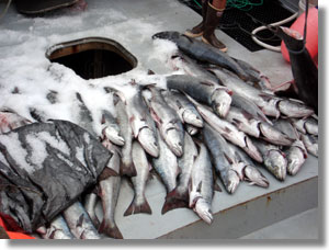 pile of silver fish and ice on boat deck
