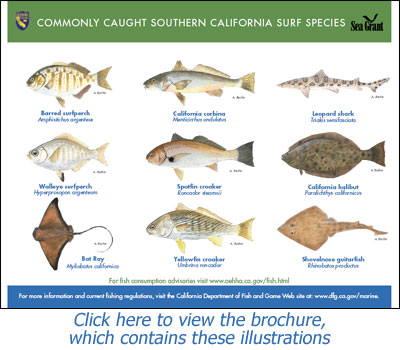 Commonly Caught California Surf Species