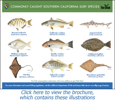 Understand how surf beaches work and catch more fish - SeaAngler