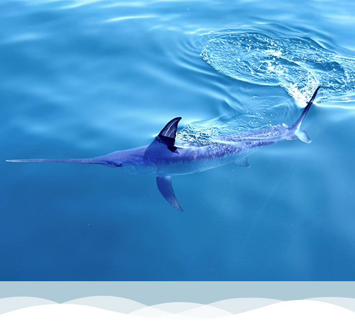 top view of swordfish at ocean surface