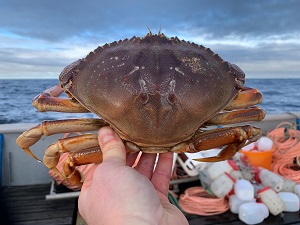 Dungeness crab on commercial vessel