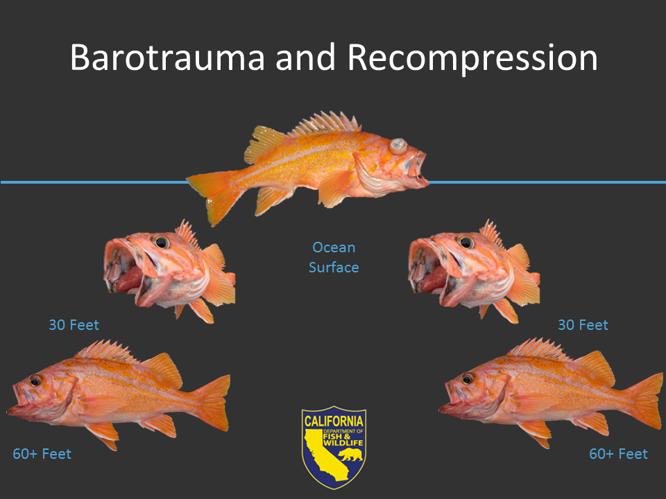 Fish Characteristics and Differences From Other Animals