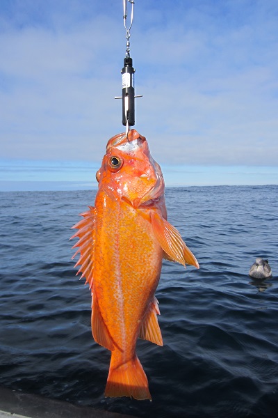 Barotrauma fish on the hook