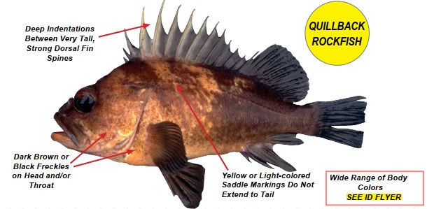 A photo of a quillback rockfish with arrows pointing to distinguishing characteristics