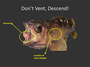 Problems and concerns of Rockfish and Barotrauma