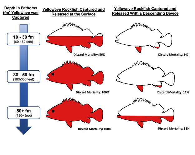 Schematic of rockfish mortality relative to depth - link opens larger image in new tab