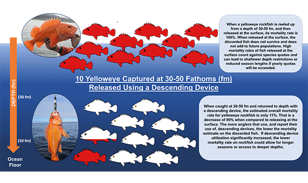 Schematic showing mortality rates for yelloweye rockfish. Click to enlarge image in new tab