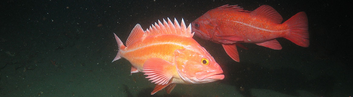 Yelloweye Rockfish