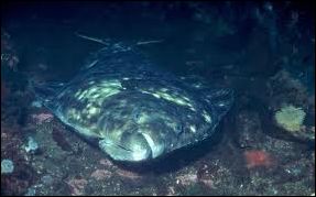 large flat fish underwater