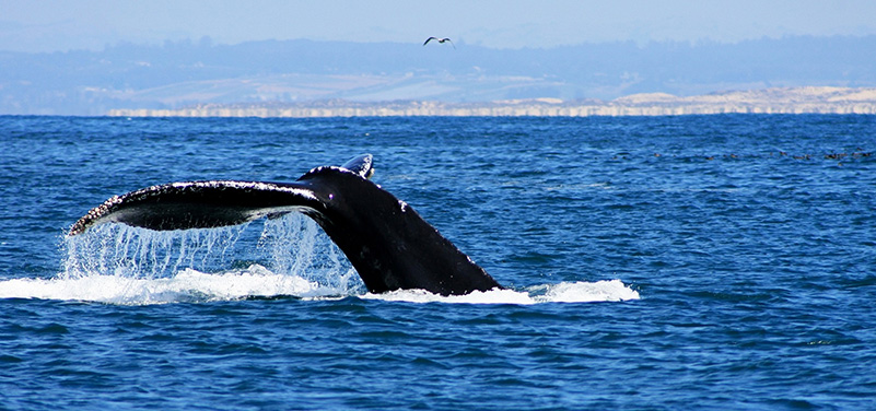 Humpback whale fluke
