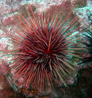 Red Sea Urchin. CDFW Photo by D. Stein