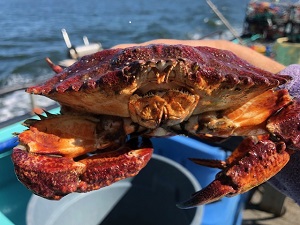 front of red and orange colored crab