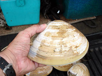 Legal-sized Pismo clam. CDFW photo by Derek Stein.
