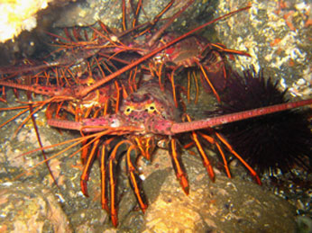 Group of spiny lobster. CDFW photo by Derek Stein