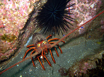 Spiny lobster shares a crevice with an equally spiny sea urchin. CDFW photo by Derek Stein
